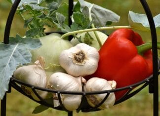 Dzika cebula – ziołowy skarb na talerzu