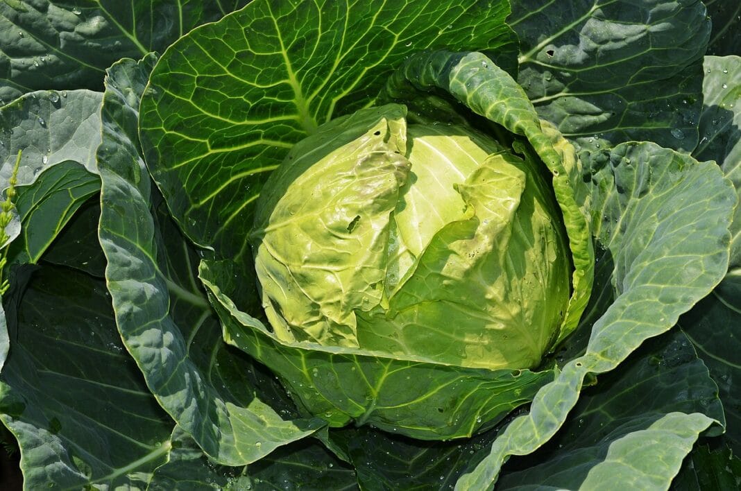 pelnalodowka (8)