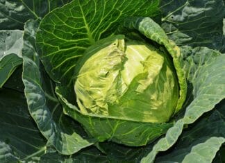 Jak komponować pełnowartościowe posiłki bez mięsa