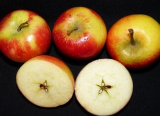 Roślinne odżywianie dla sportowców