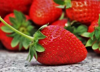 Czy rolnictwo roślinne jest zawsze ekologiczne?